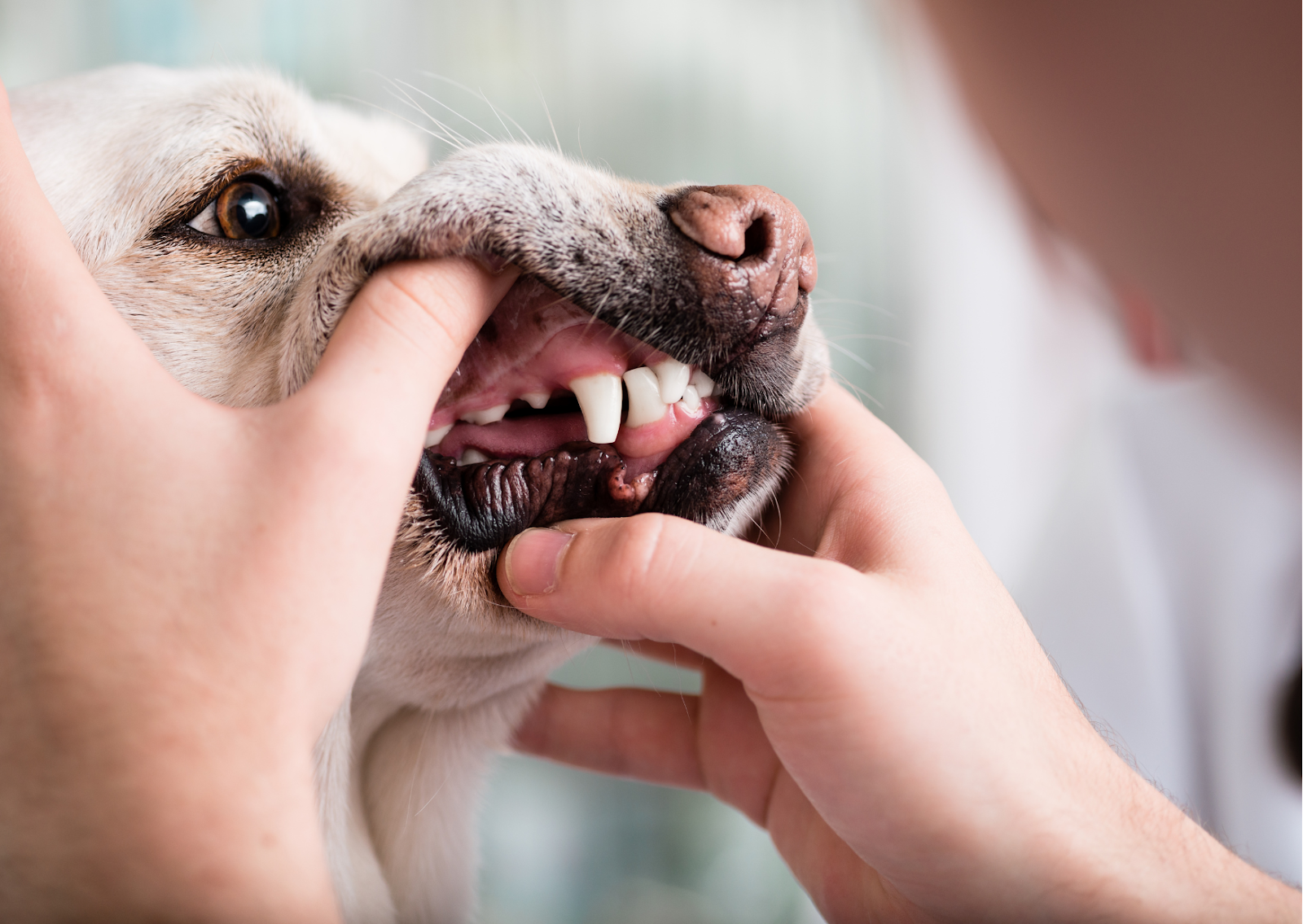 犬と猫の歯の破折｜歯髄に感染や炎症が起こることも