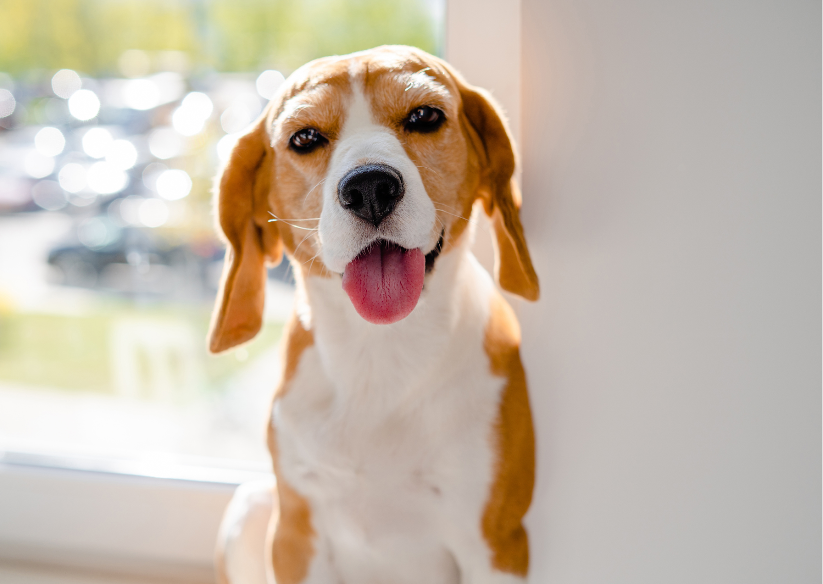 愛犬の健康を守るために知っておきたい！｜犬の体表腫瘤について