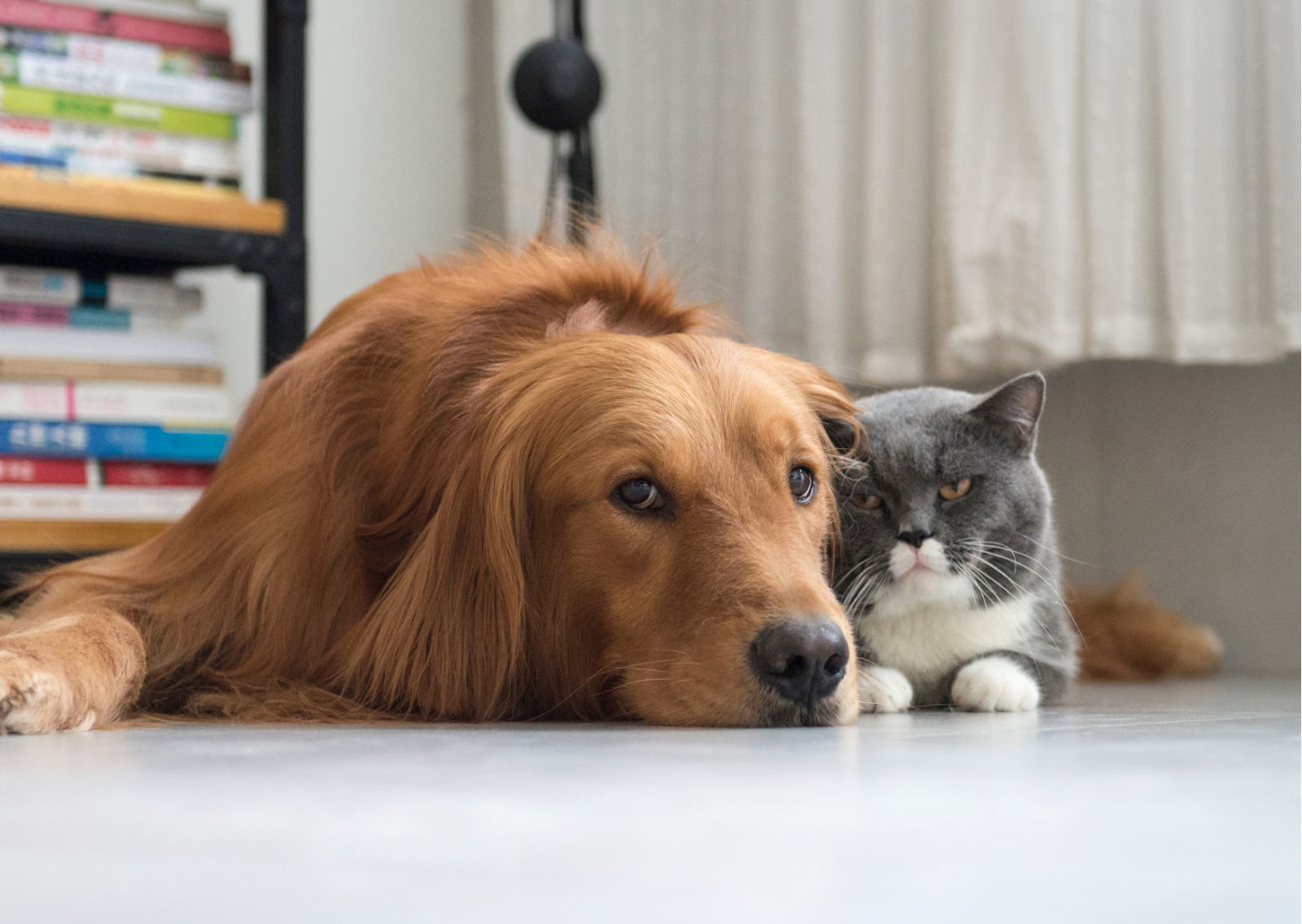 犬と猫の眼内腫瘍について┃気がつきにくい目の中の腫瘍