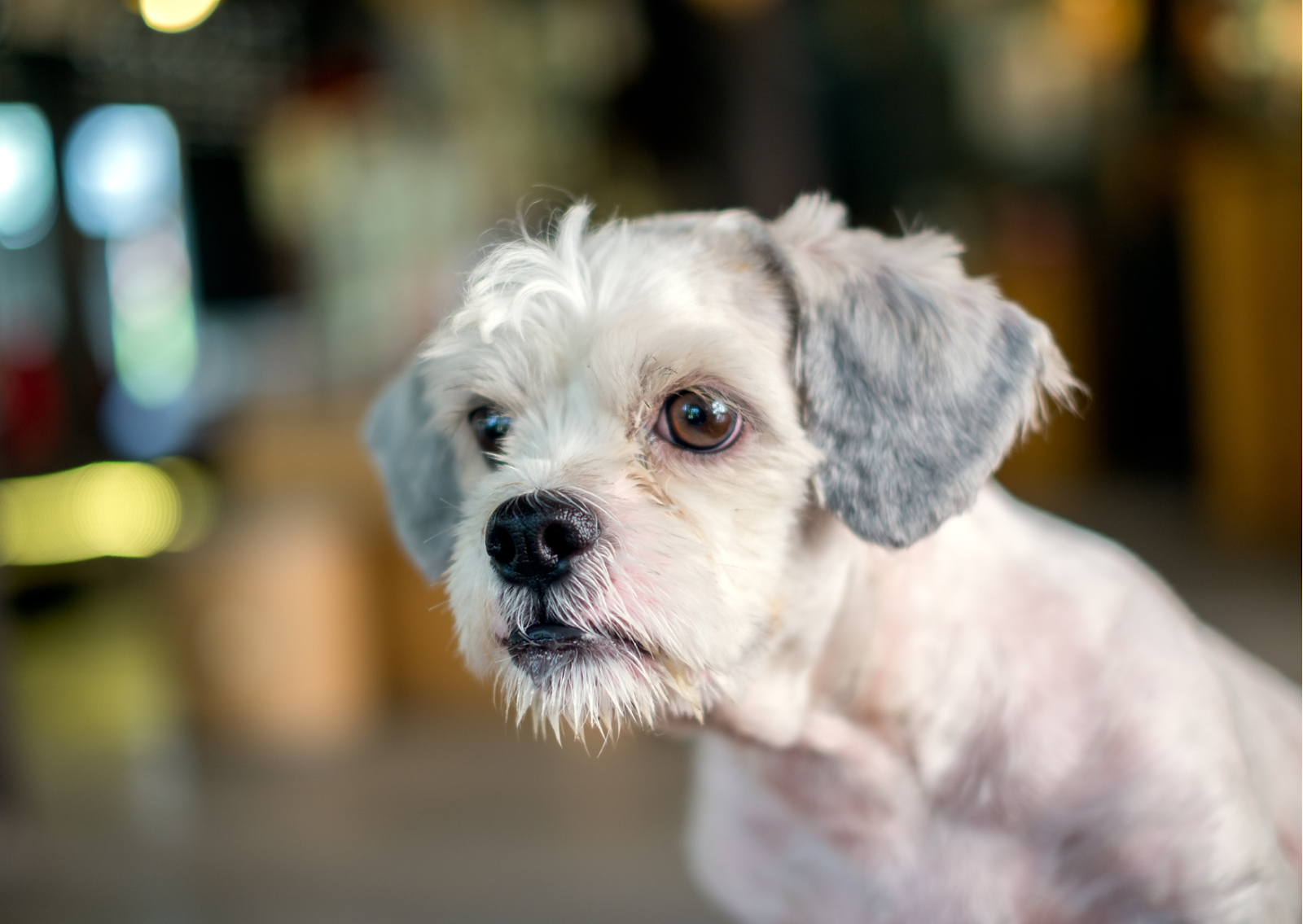 犬の水晶体脱臼｜他の眼疾患を引き起こす可能性も