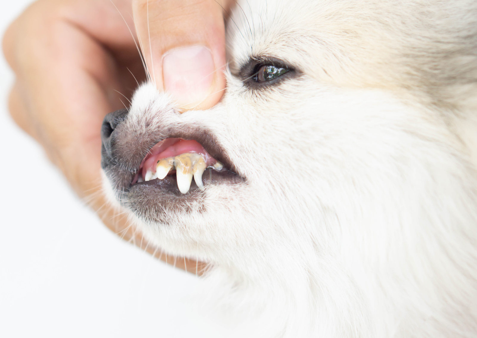 犬と猫の乳歯遺残について┃乳歯が抜けずに残る…
