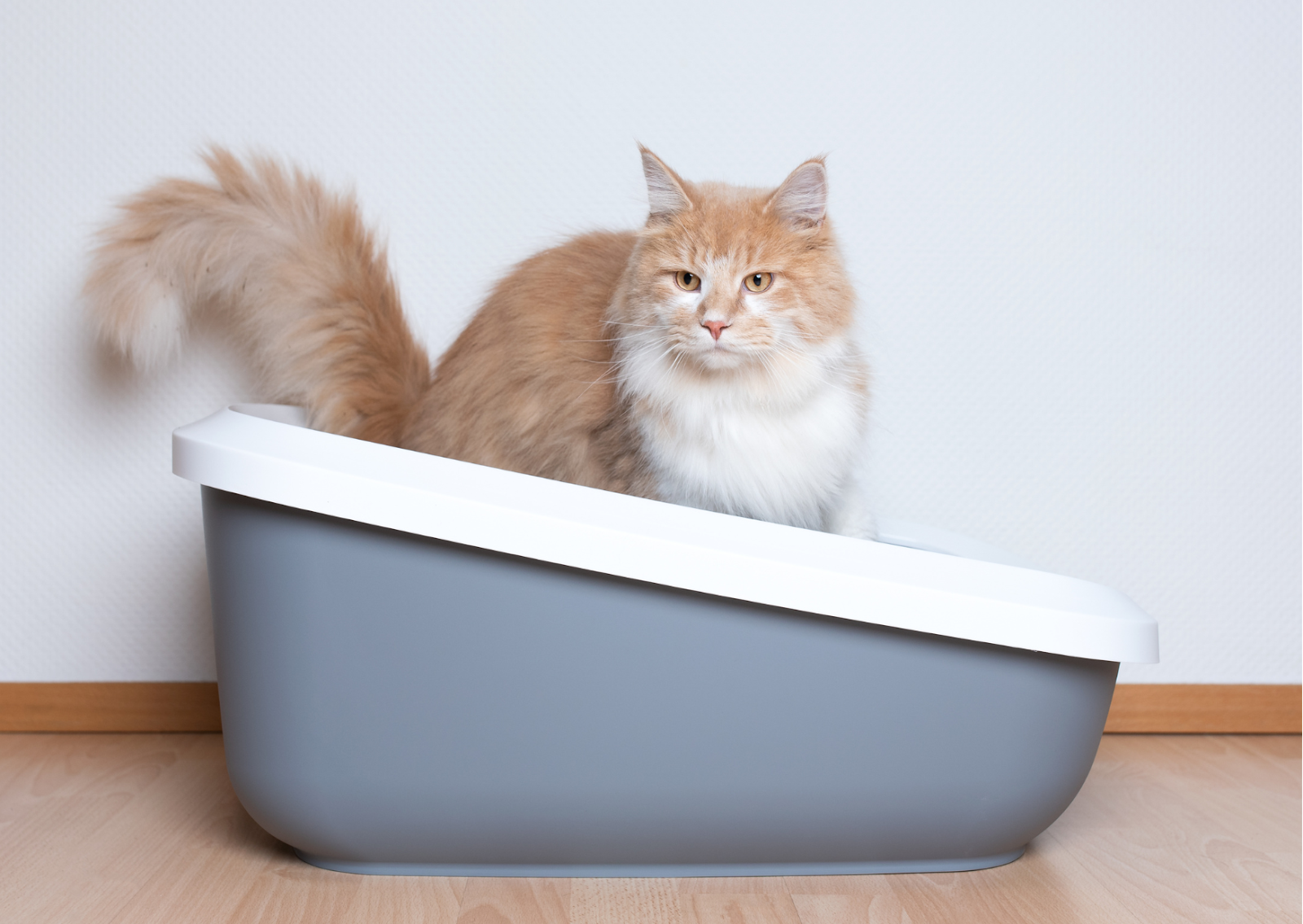 猫の特発性膀胱炎について｜ストレスが原因？猫の健康を守る方法を解説
