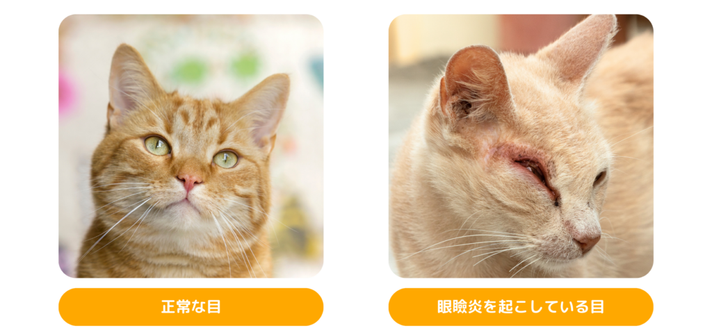 <img src="2.png" alt="猫の眼瞼炎。左側は健康な猫の目、右側は眼瞼炎を起こし腫れと炎症が見られる猫の目">
