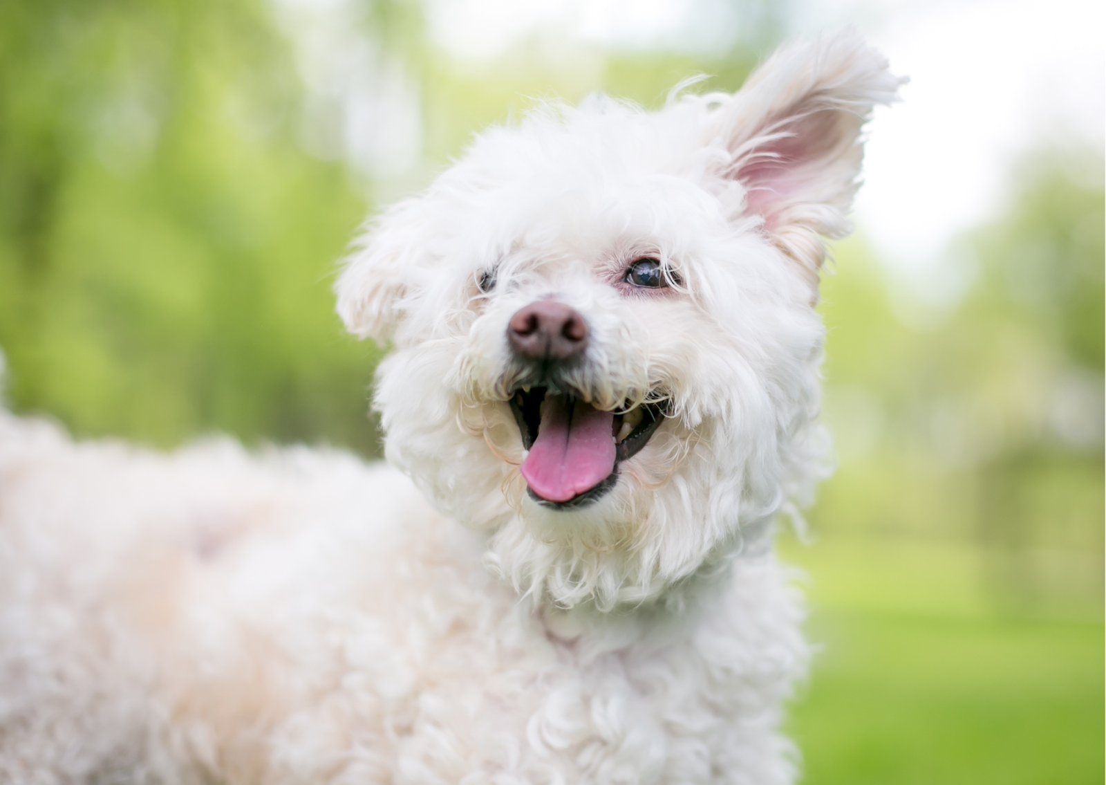 犬や猫の外耳炎について┃犬の耳が臭い、耳垢が多い原因