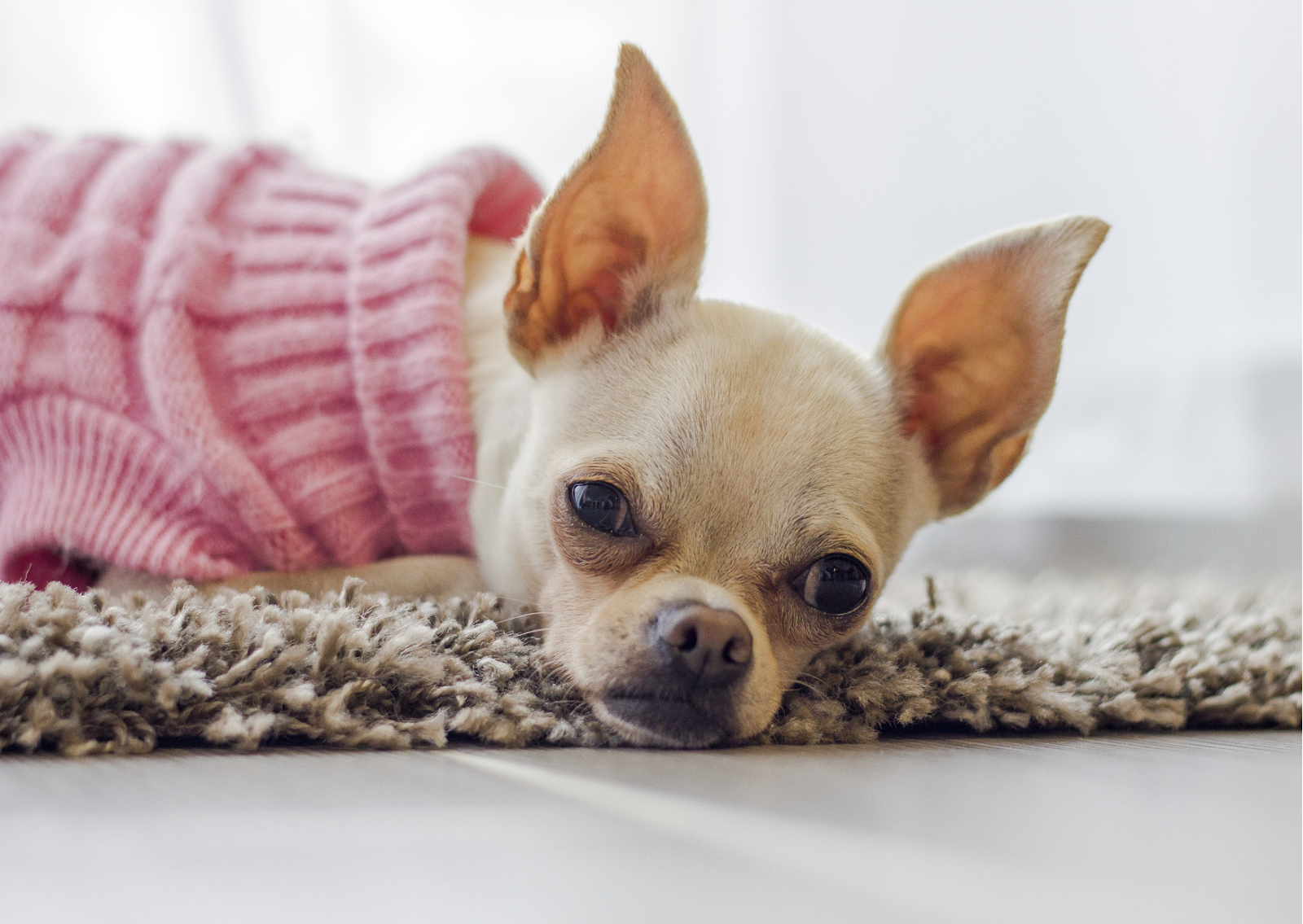 犬や猫の角膜潰瘍について┃角膜に傷が付く病気