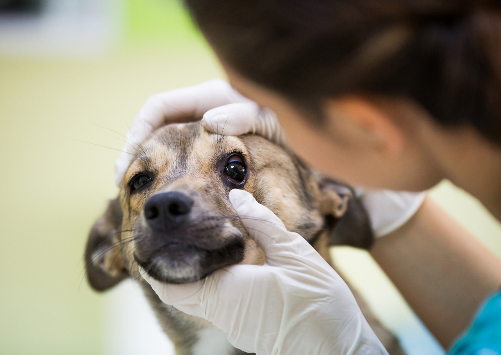 犬や猫の眼窩腫瘍について|目が飛び出ていたら病気かも?