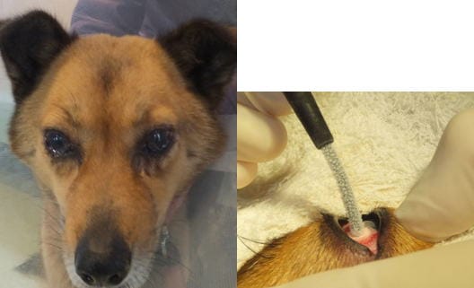 左:術前の画像、右:冷凍手術の画像