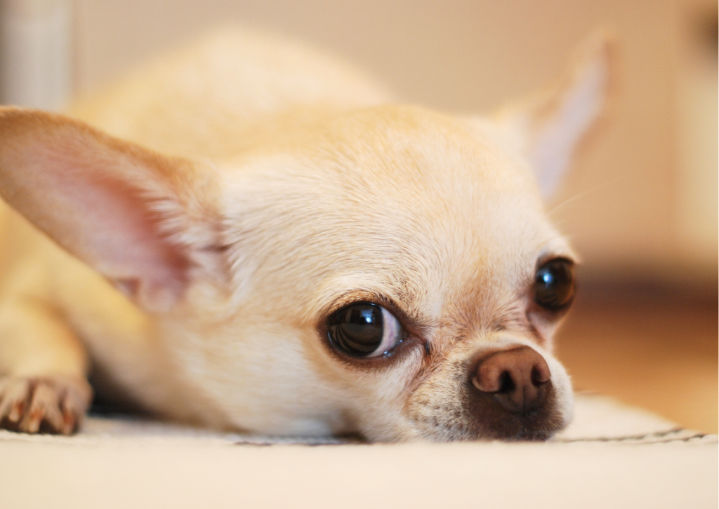 妊娠中でも安全なドライアイの治療法