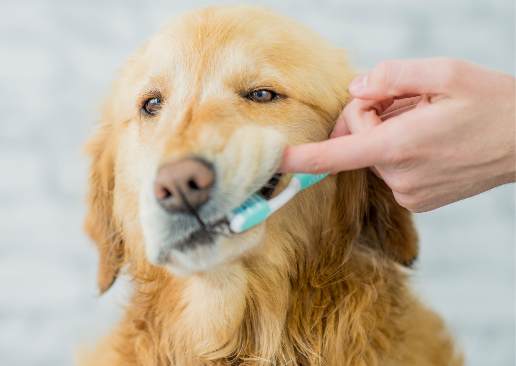 犬や猫の正しい歯のケア方法｜歯周病を予防するために歯のケアで知っておくべきことを解説