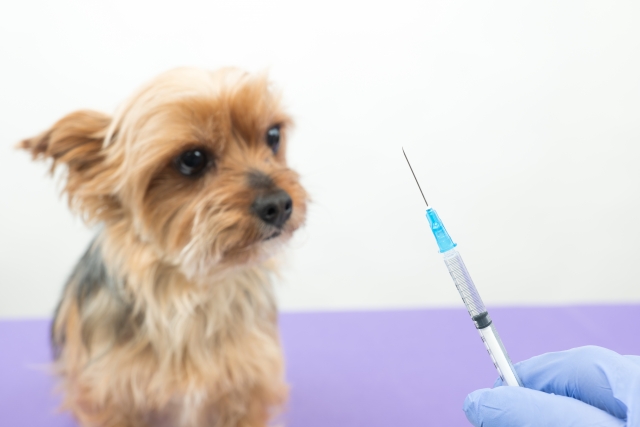 犬と猫のワクチン接種｜大切な愛犬愛猫を病気から守るための予防医療の重要性について解説します