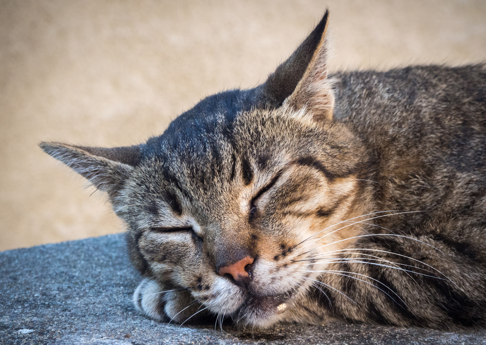 猫ちゃんのよだれ│その原因と隠れている疾患とは？