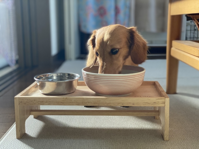 子犬・子猫を迎えたら–お家での過ごし方/ごはん編–