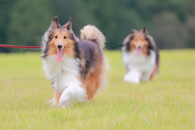 悪化すると命の危険も！？│犬の急性腎不全について