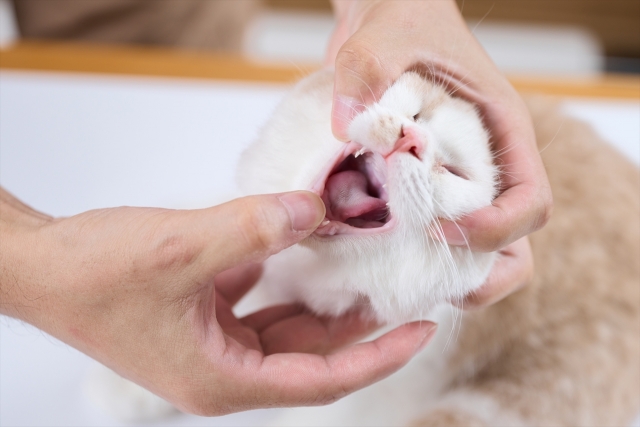 犬や猫の歯周病について│シニアになっても健康な歯を維持するために若いうちからのデンタルケアが重要です！