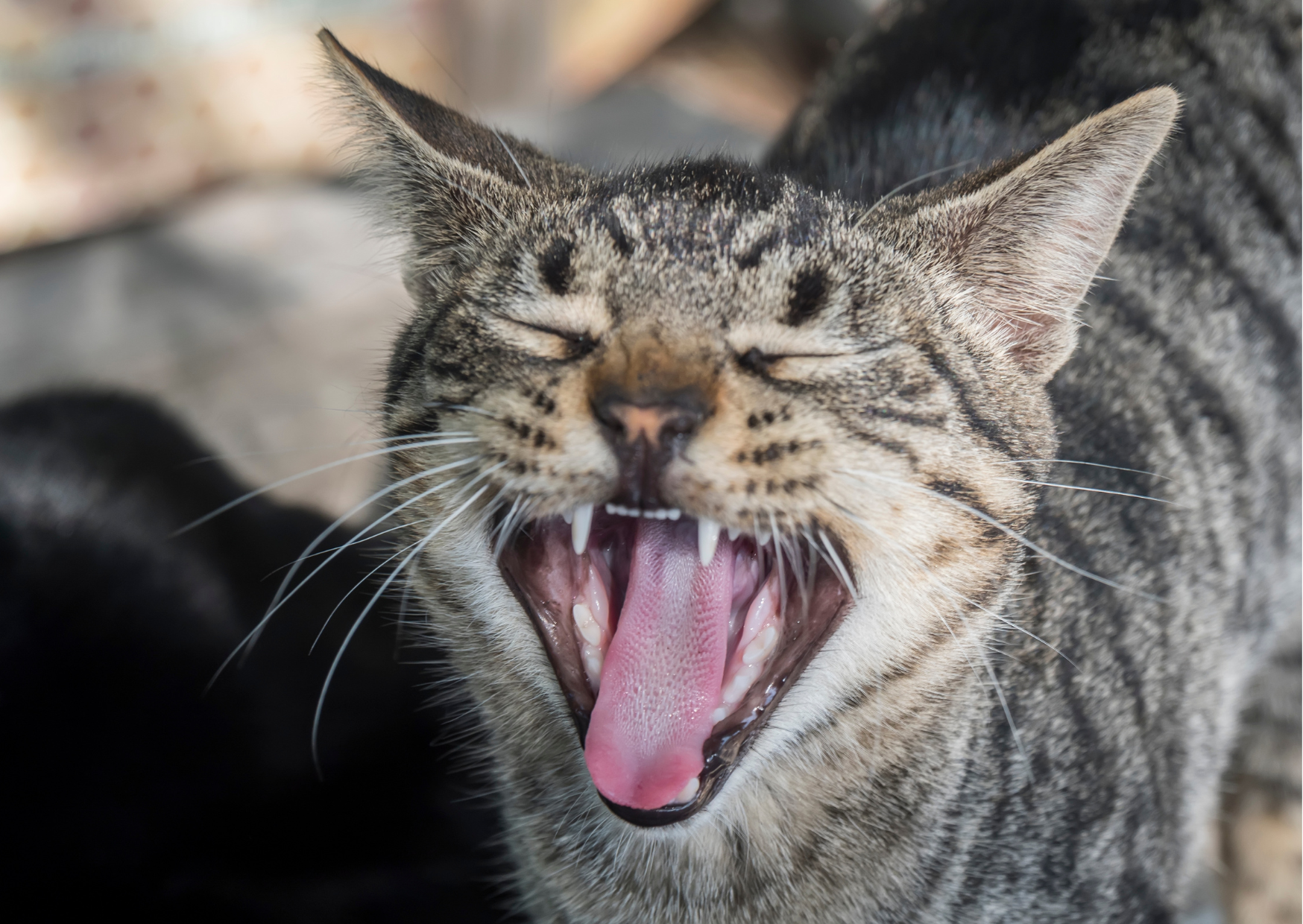猫の歯肉口内炎について｜進行すると症状も重度になることが多いため、早期の発見・治療が必要！