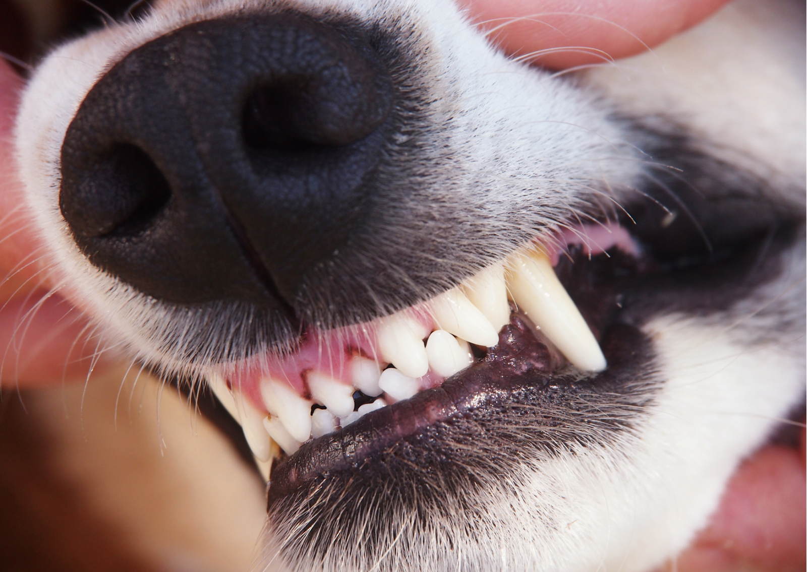 犬や猫の根尖膿瘍について│子犬や子猫の頃から歯を磨く習慣をつけることが予防に繋がります