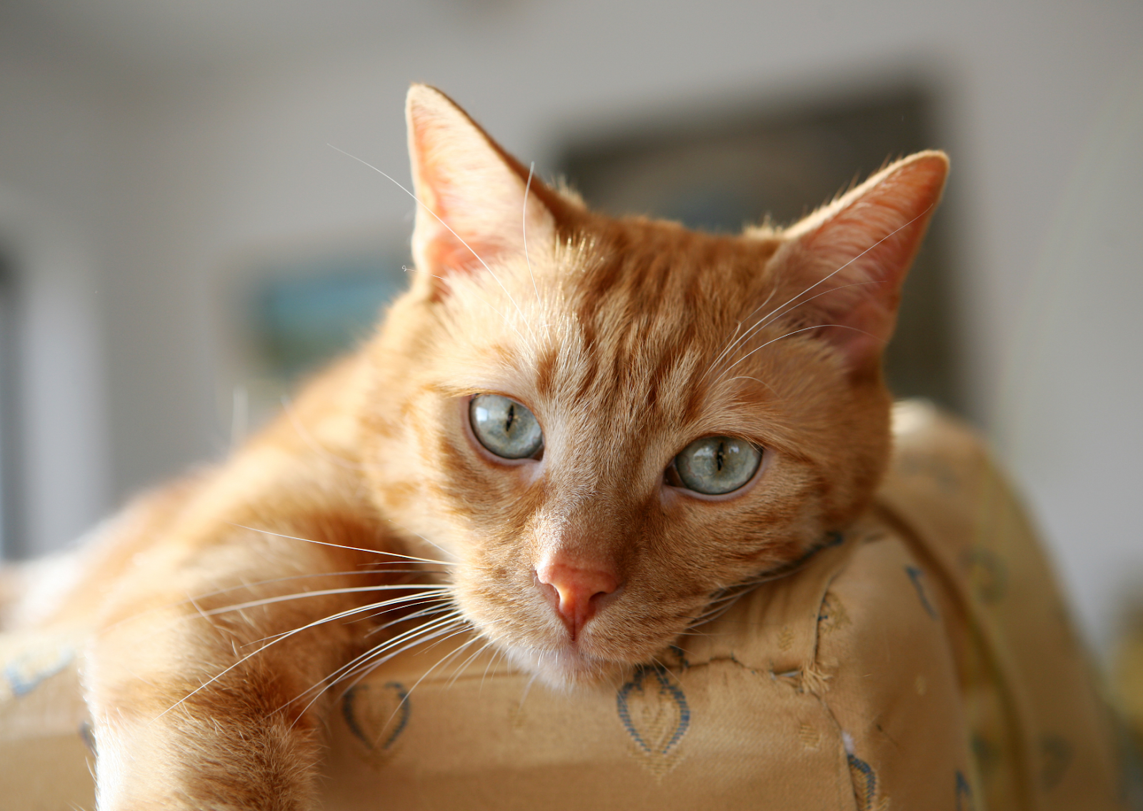 猫が痩せてきた？食欲旺盛でも要注意！｜高齢猫に多い甲状腺機能亢進症とは