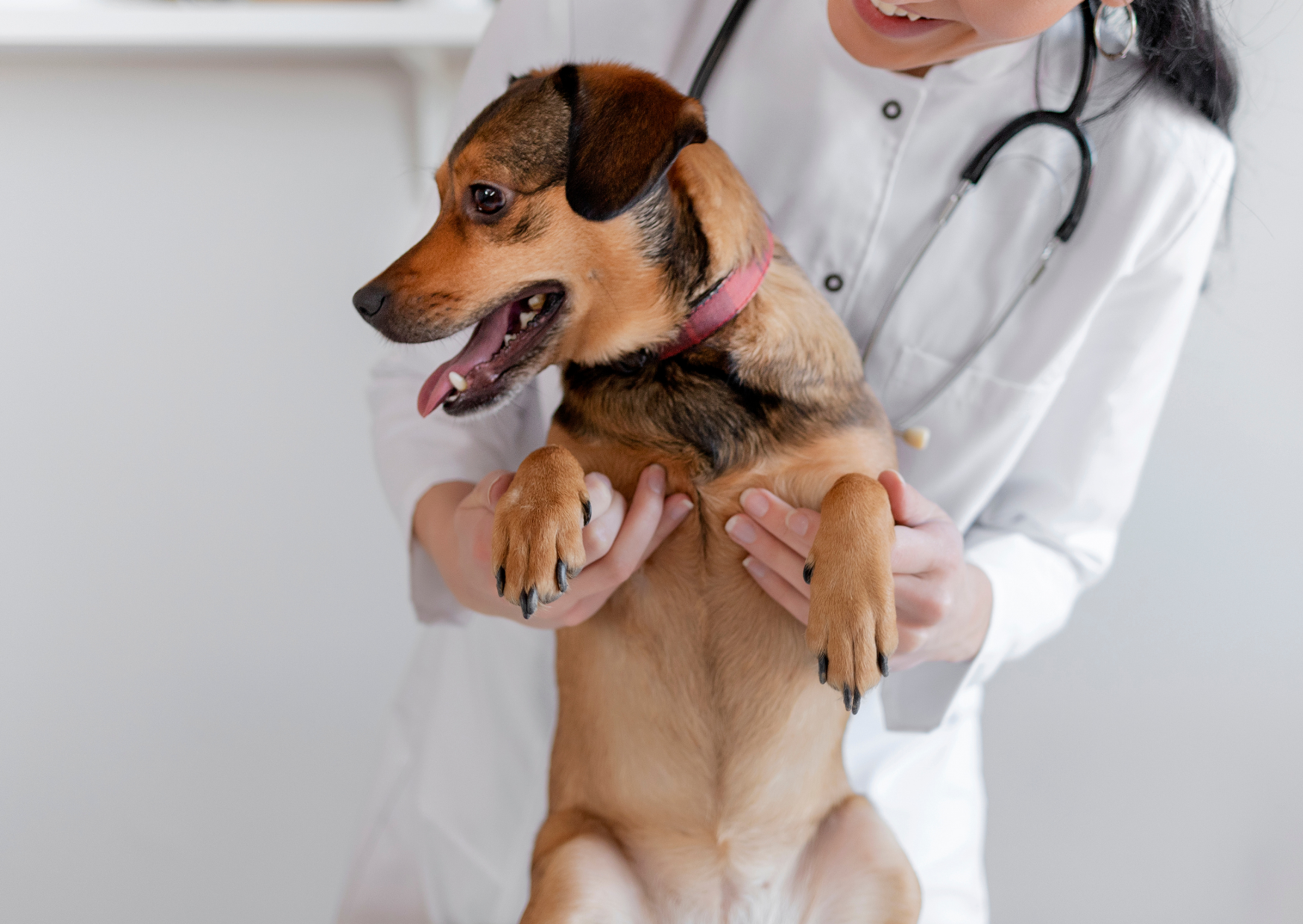 犬のイボだと思っていたら腫瘍だった?|見た目ではわからない肥満細胞腫とは