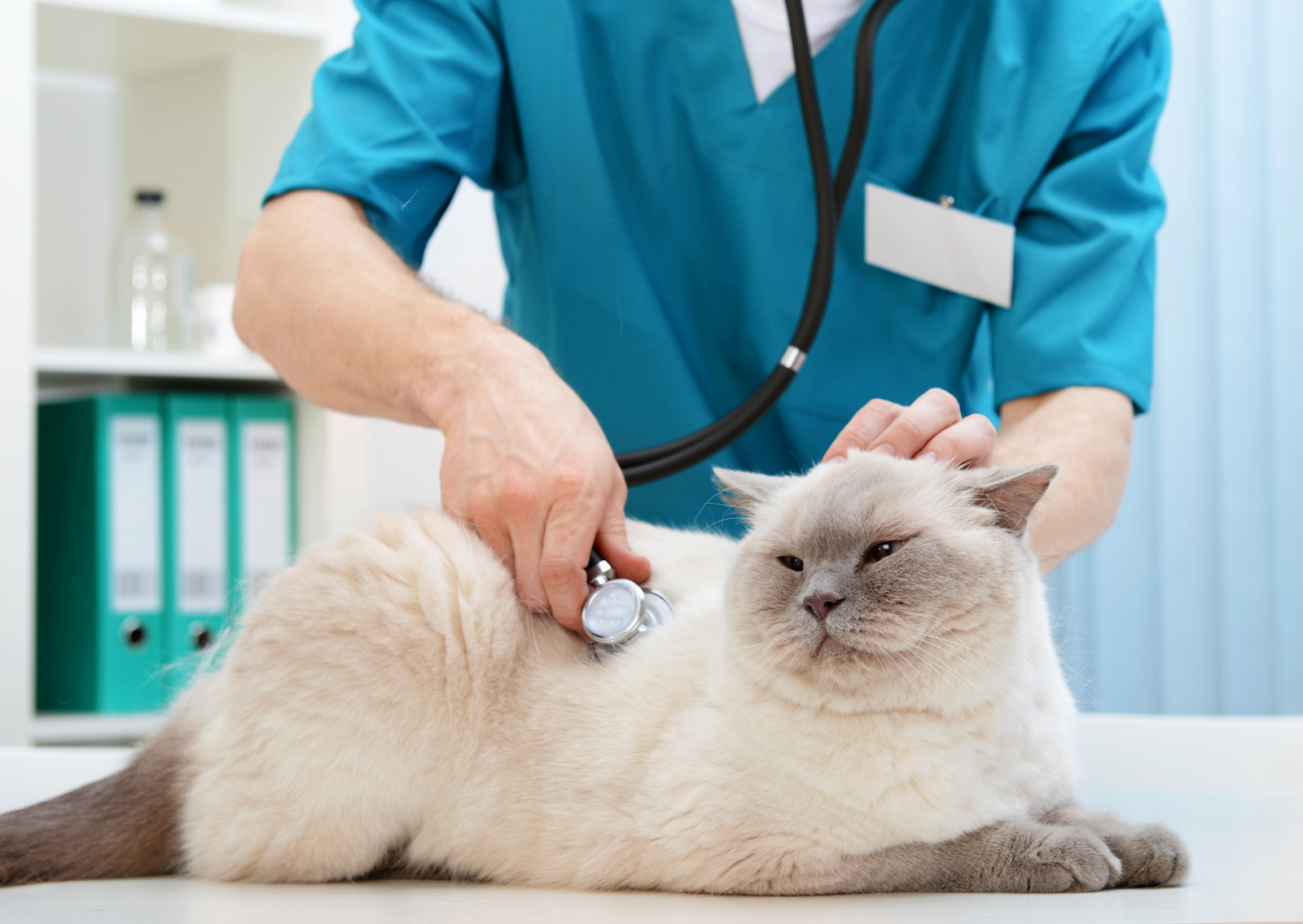 子犬・子猫の健康診断ガイド|獣医師が教える最適な時期と重要性