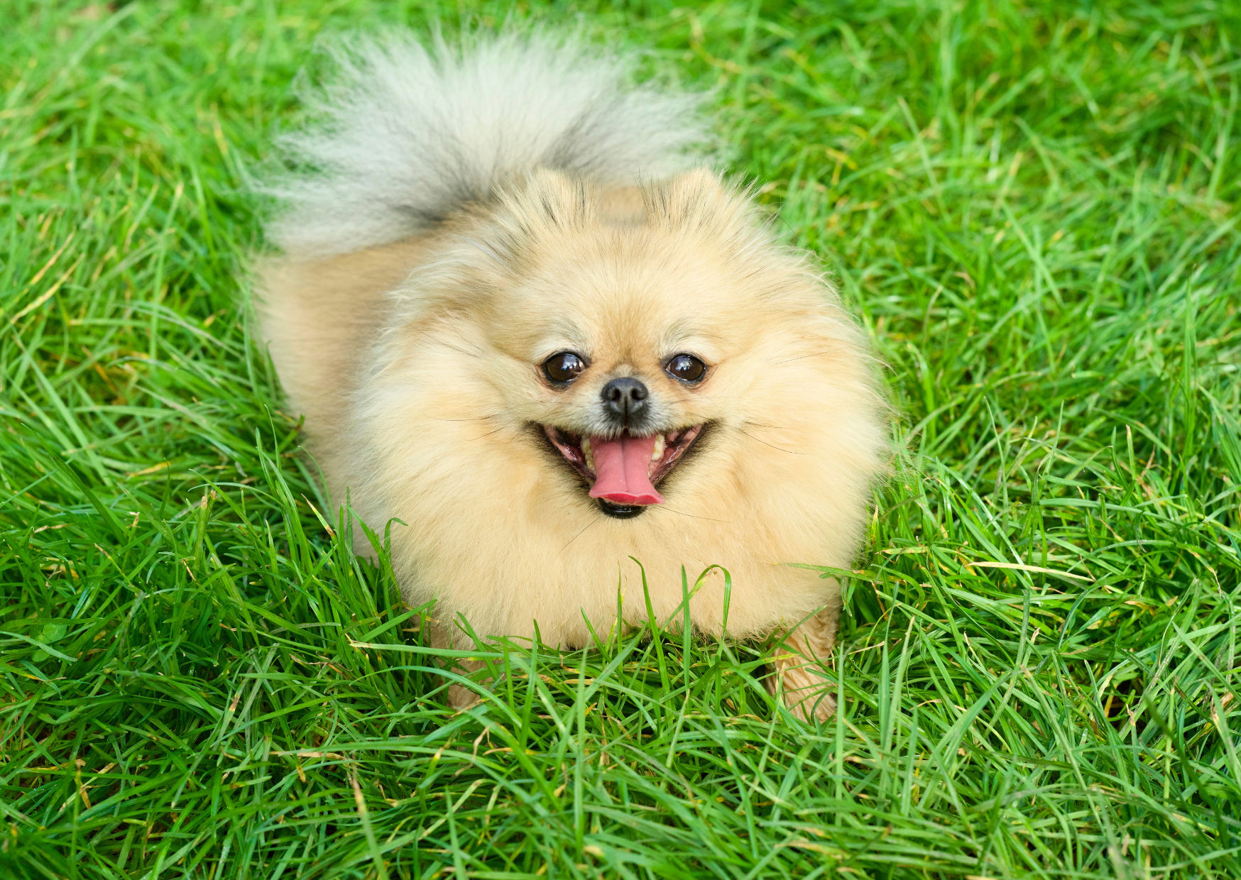 犬がガーガーと苦しそうに咳をする|気管虚脱のサインと早めの受診が大切な理由