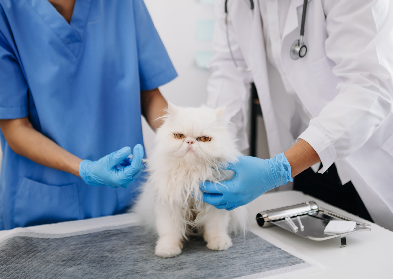 犬や猫の肝臓が悪いときの症状とは？｜愛犬・愛猫の肝臓病について獣医師が解説