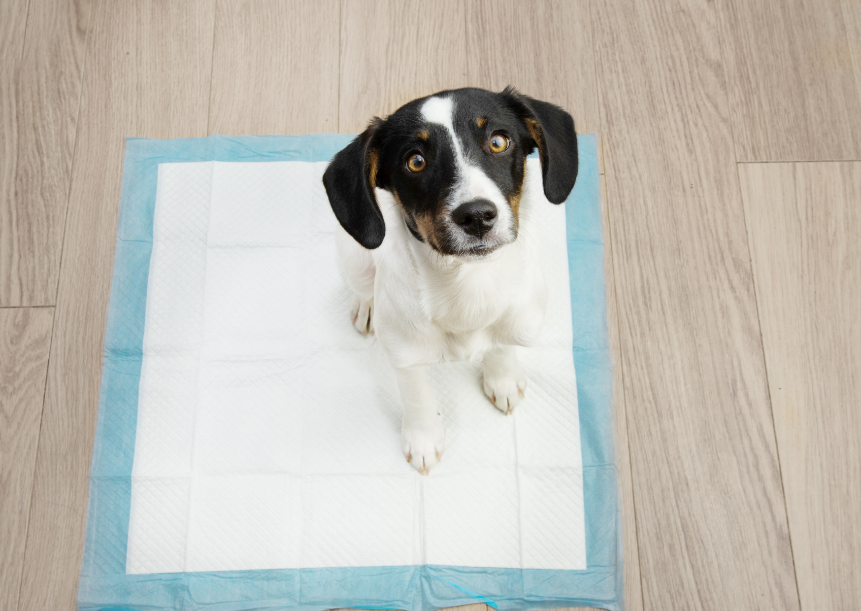 犬や猫のタンパク尿は放置して大丈夫?|健康診断で異常を指摘されたら知っておきたいこと