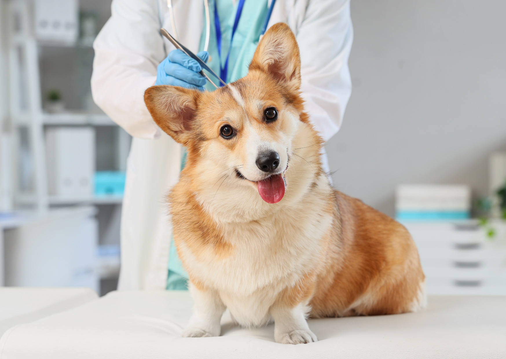 犬や猫のリンパ腫とは？見逃されやすい症状と治療でできることを獣医師が解説
