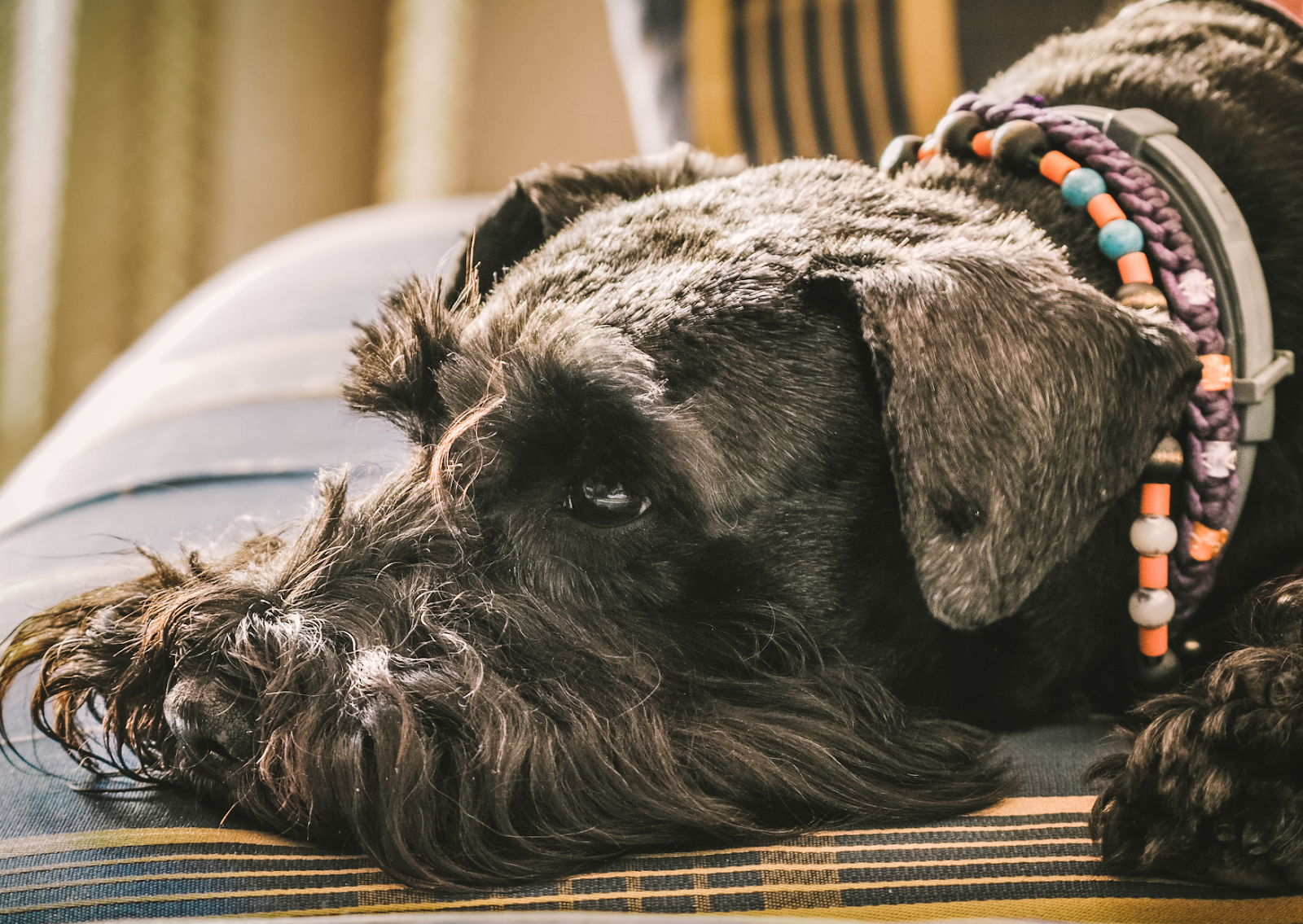 犬が急に吐く・元気がない？｜犬の急性腎不全について獣医師が解説