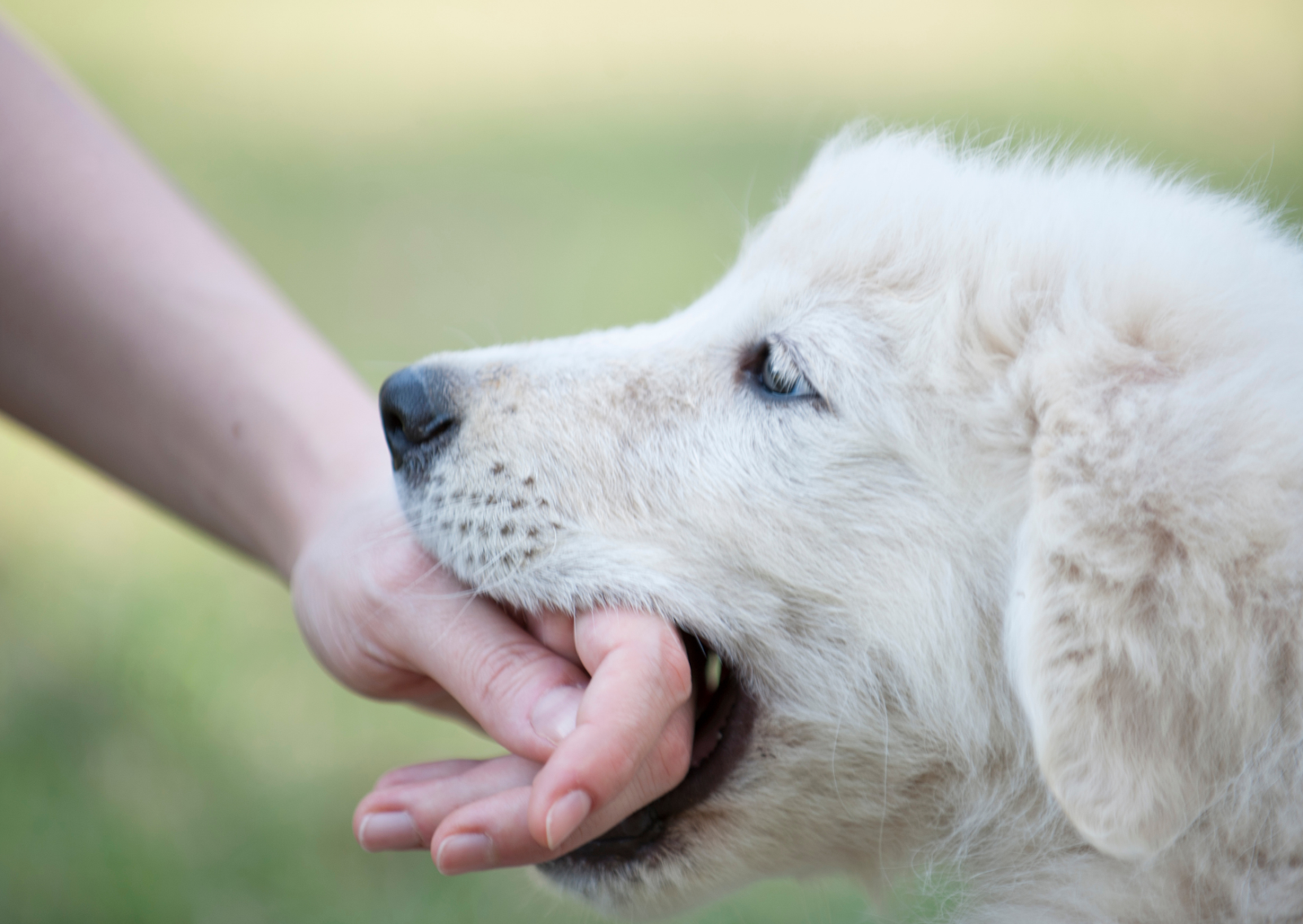 犬の噛み癖は単なるしつけの問題?それとも健康のサイン?|獣医師が教える原因と対処法