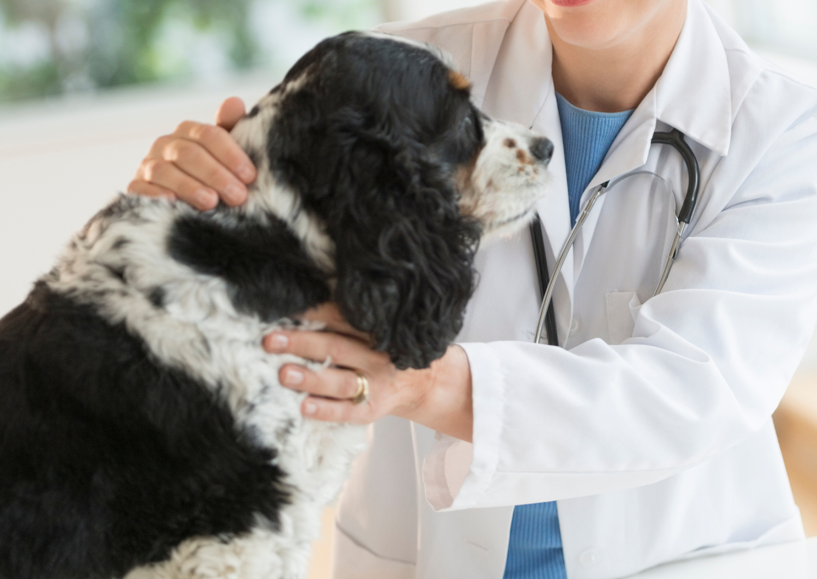 犬のクッシング症候群とは？原因・症状・治療法を獣医師が分かりやすく解説