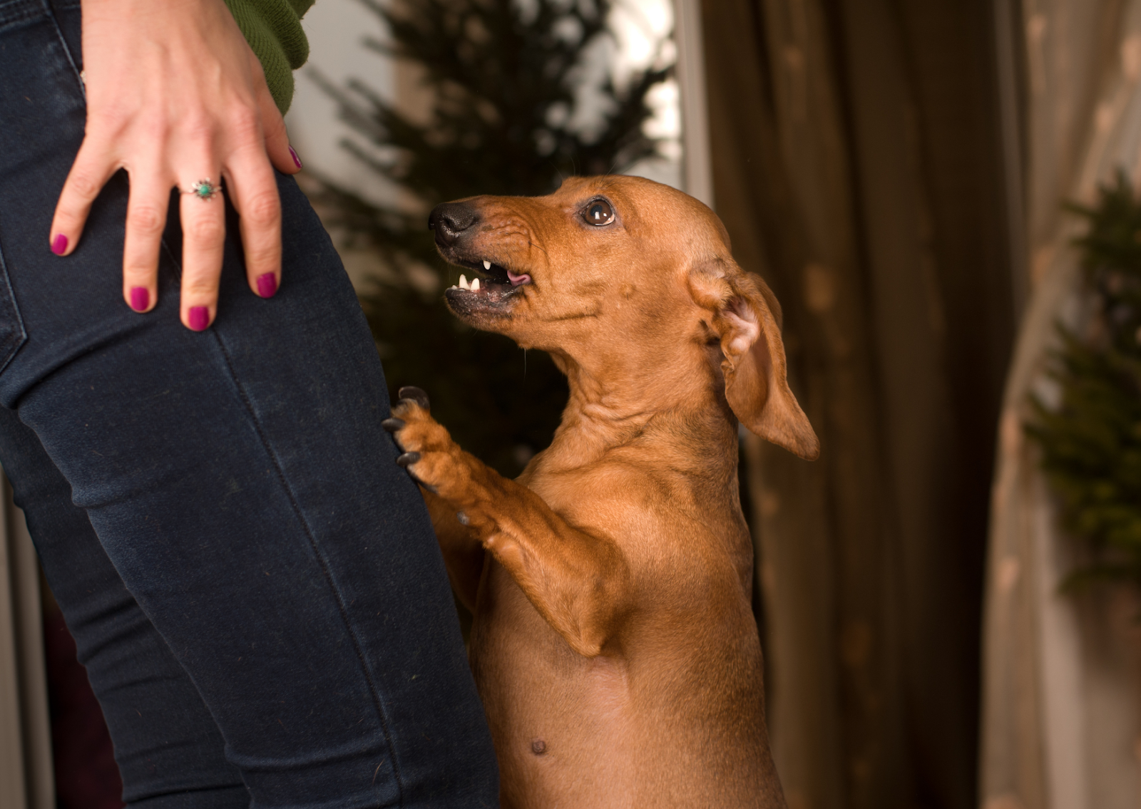 犬の不安症状とパニック|分離不安から花火恐怖症まで原因や対処法を解説