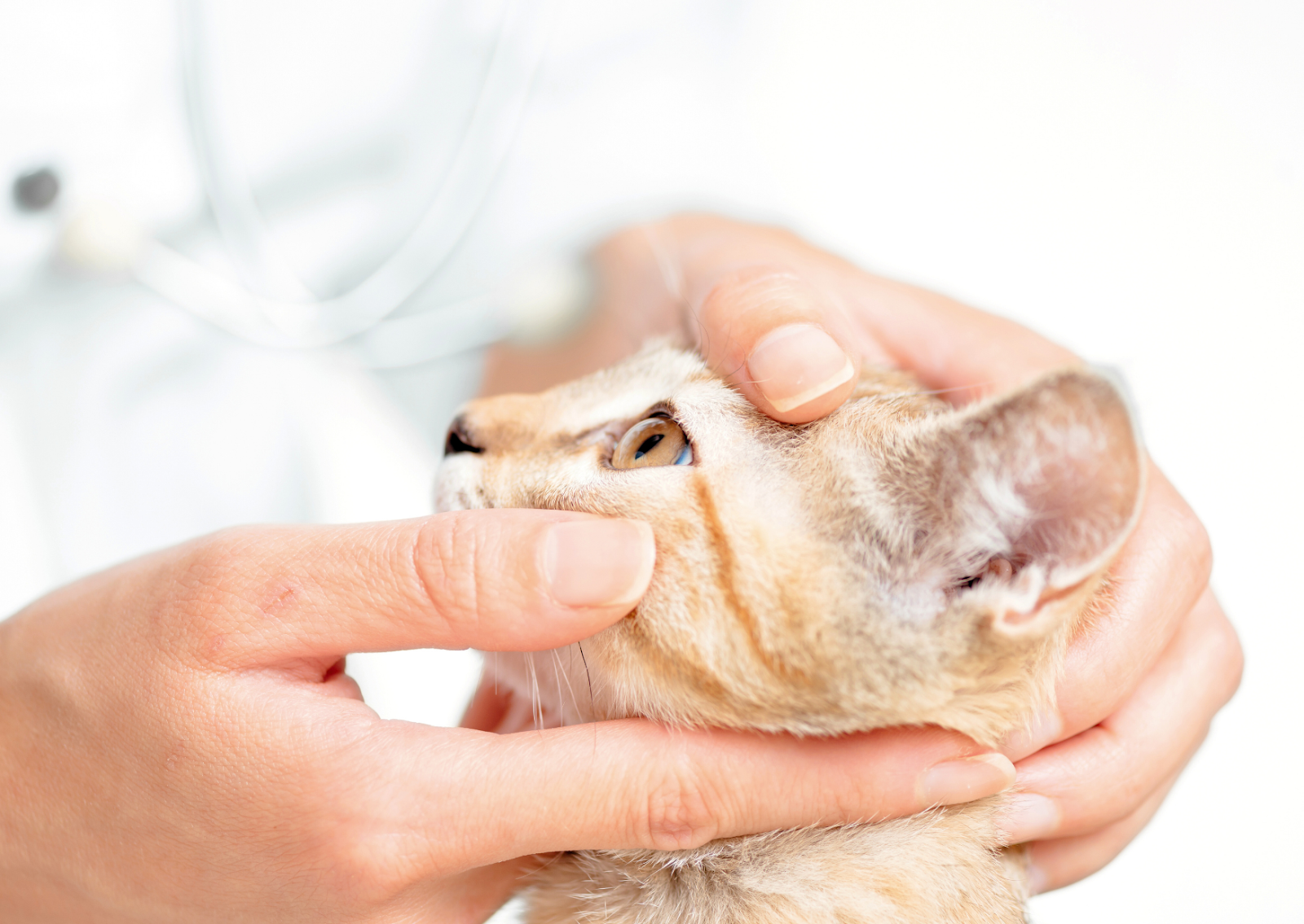 猫のぶどう膜炎とは？｜猫に起こる「目の中の炎症」
