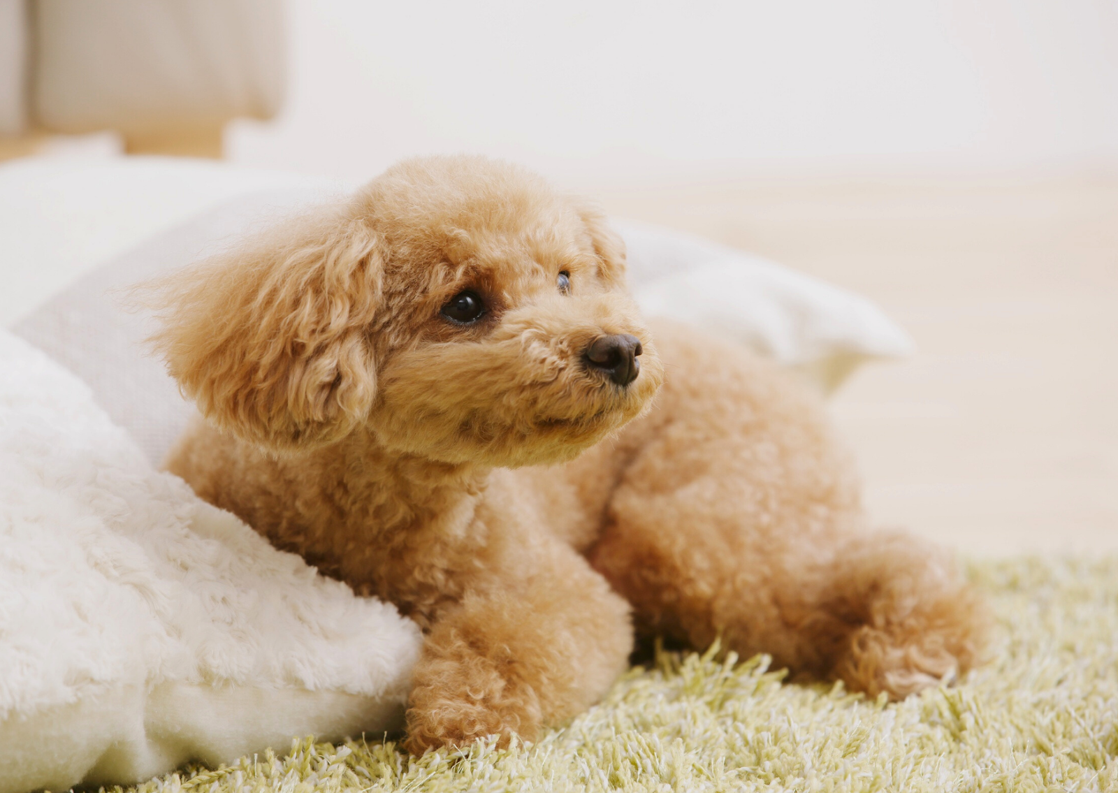 犬の膝蓋骨脱臼（パテラ）は手術だけが治療ではありません｜森田動物医療センターの保存的治療と生活改善の取り組み