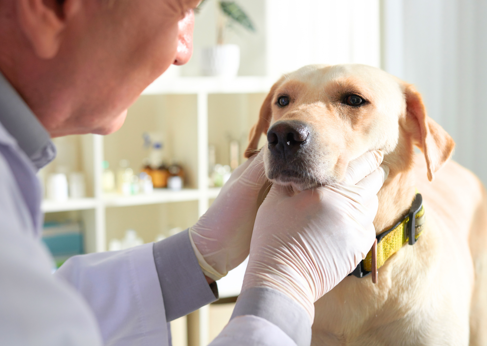 犬や猫の眼科のセカンドオピニオン|受診のタイミングと、当院でご相談いただける症状例