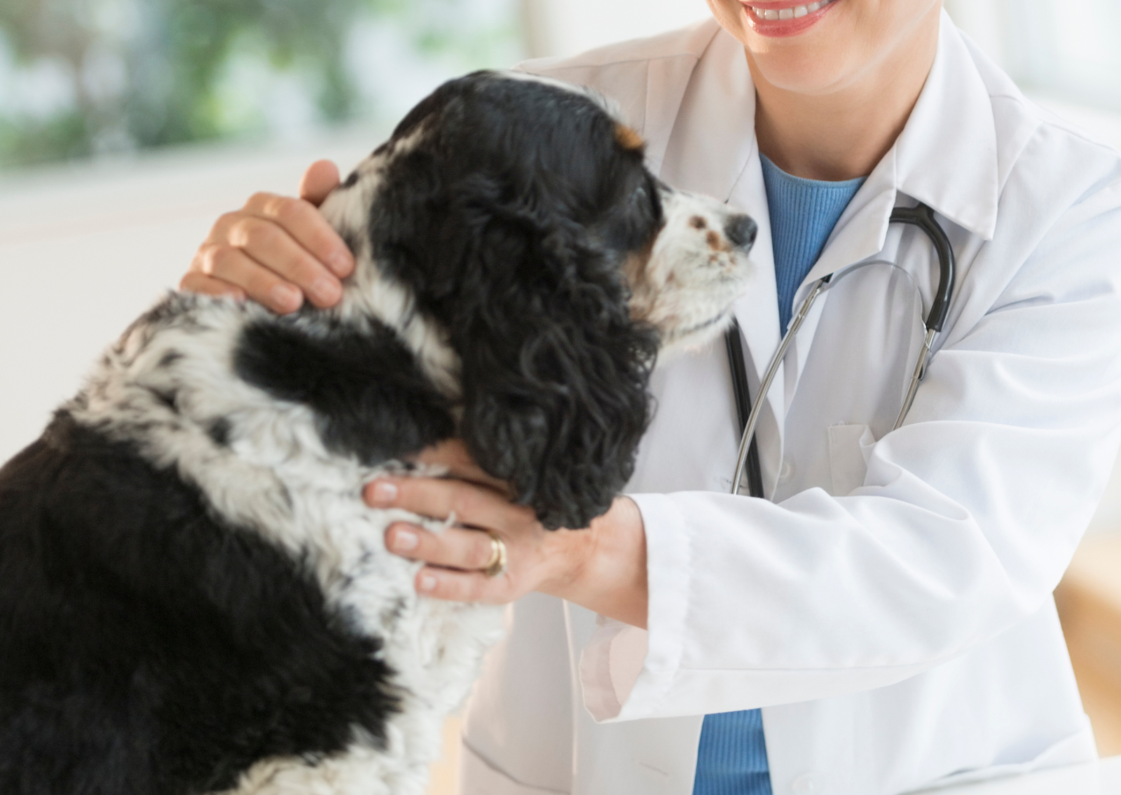 愛犬や愛猫の歩き方がおかしい？犬や猫の変形性脊椎症の診断と治療を解説