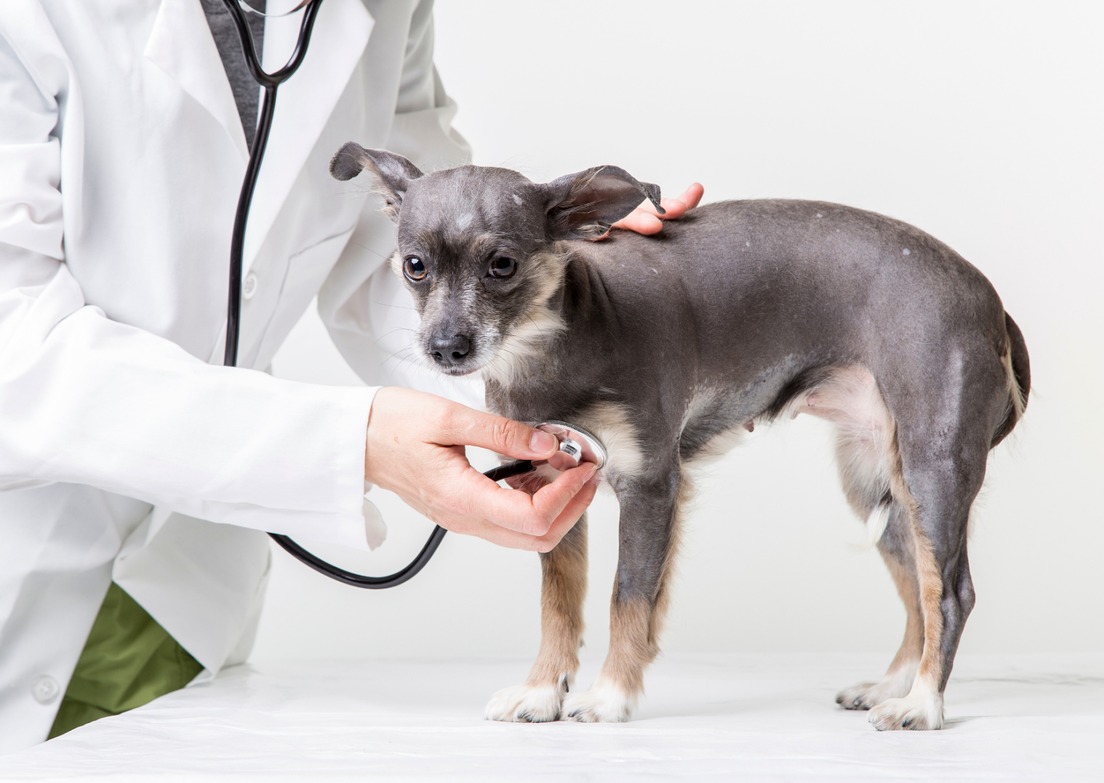 シニア犬の咳は心臓病のサイン? 犬の僧帽弁閉鎖不全症の早期発見と管理