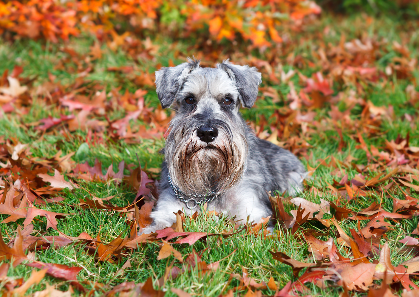 突然の嘔吐や腹痛はサインかも? 犬の膵炎の原因や治療について