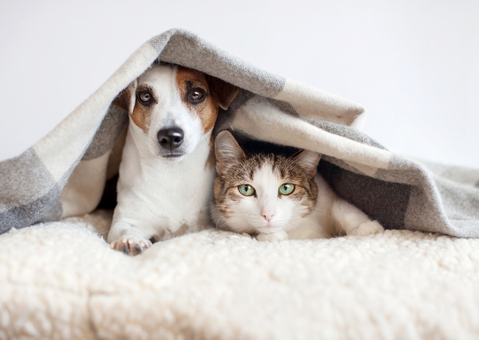 犬や猫の体重減少は危険信号!冬に注意したい腎臓病・糖尿病のリスク