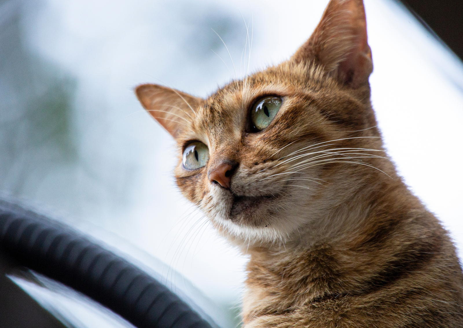 猫風邪は軽い病気じゃない?涙や目やにが増えたら早めの受診を