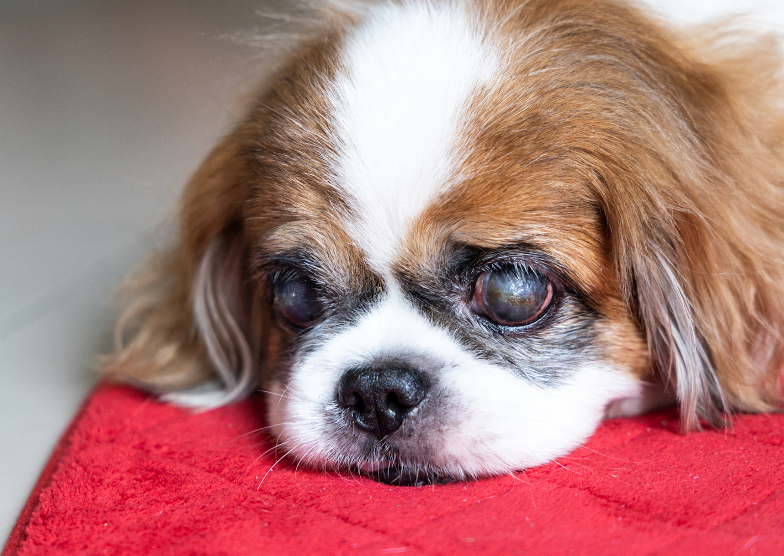 犬や猫の目が白く見える原因は白内障だけじゃない?考えられる病気と受診の目安を獣医師が解説