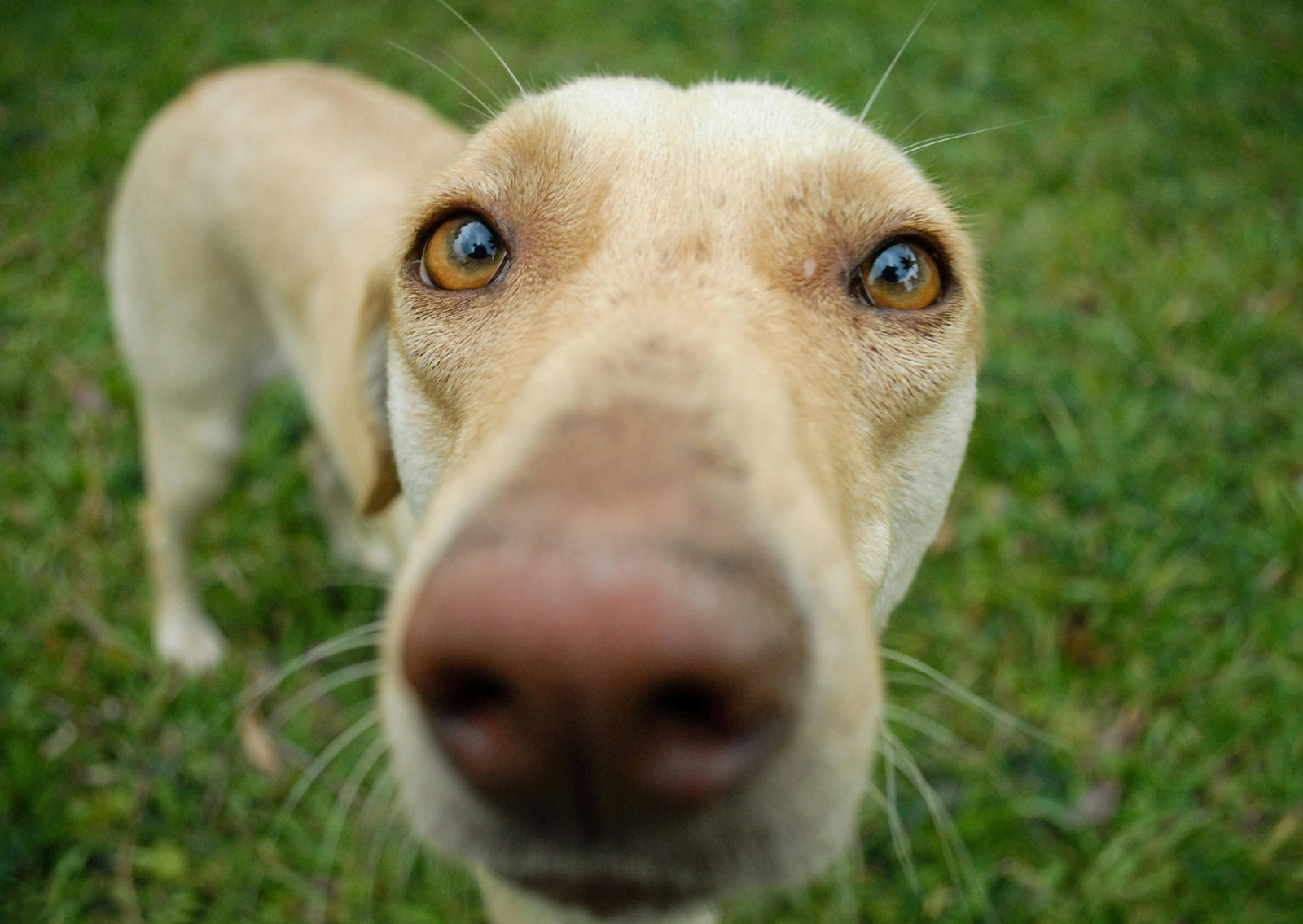 犬の目の傷が治らないのはなぜ？繰り返す原因と治療の考え方