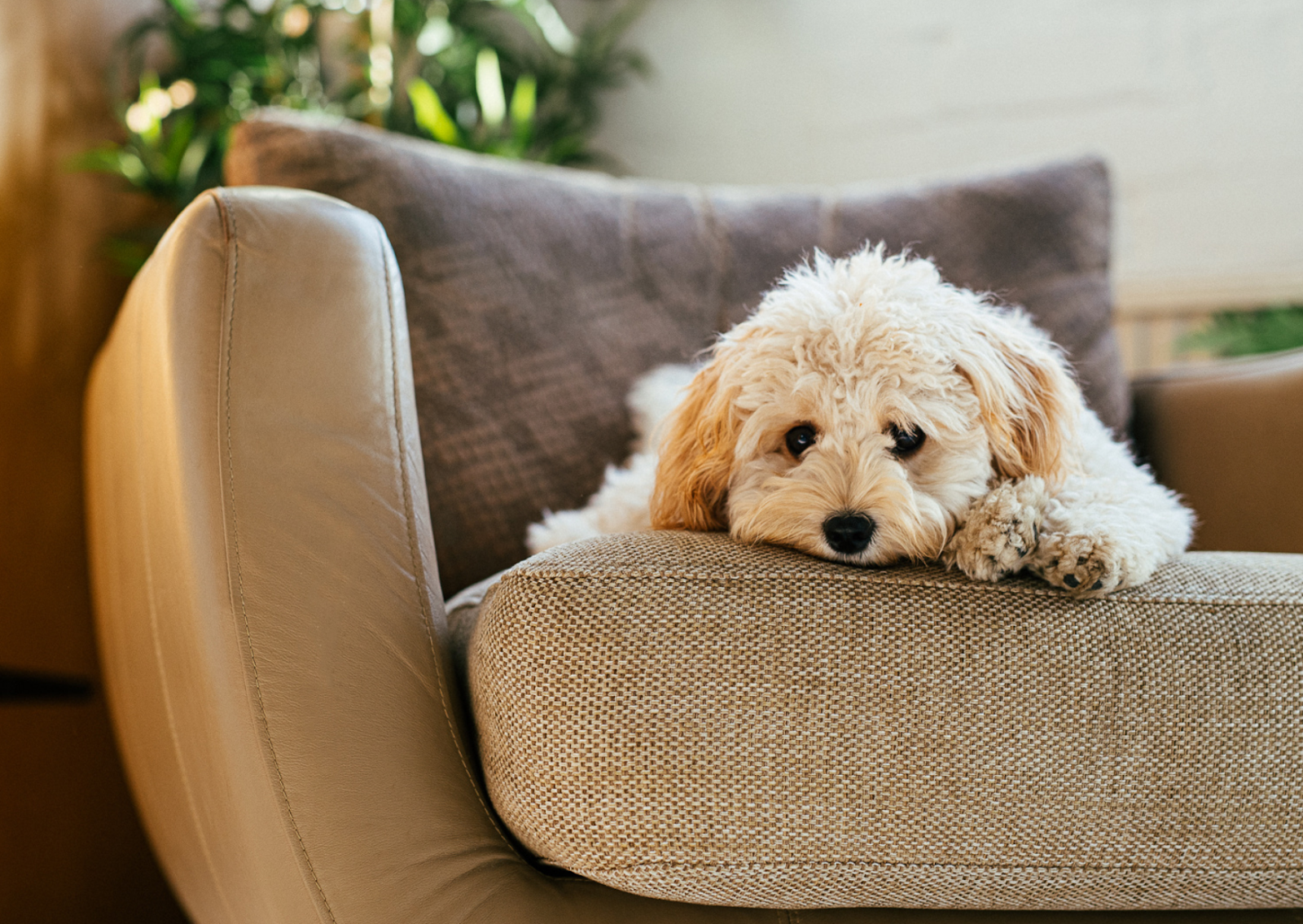 愛犬が急に立てない、目が回っているよう｜シニア犬に多い前庭疾患の症状とケア