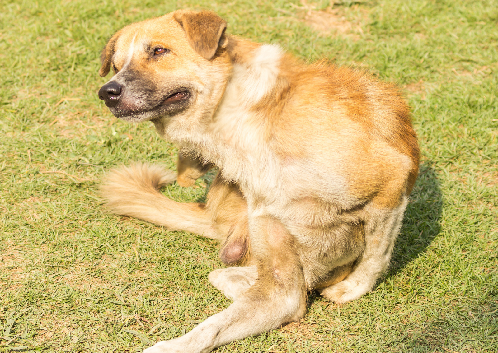 犬のアトピー性皮膚炎と食物アレルギー｜かゆみが続く本当の原因と治療の選び方