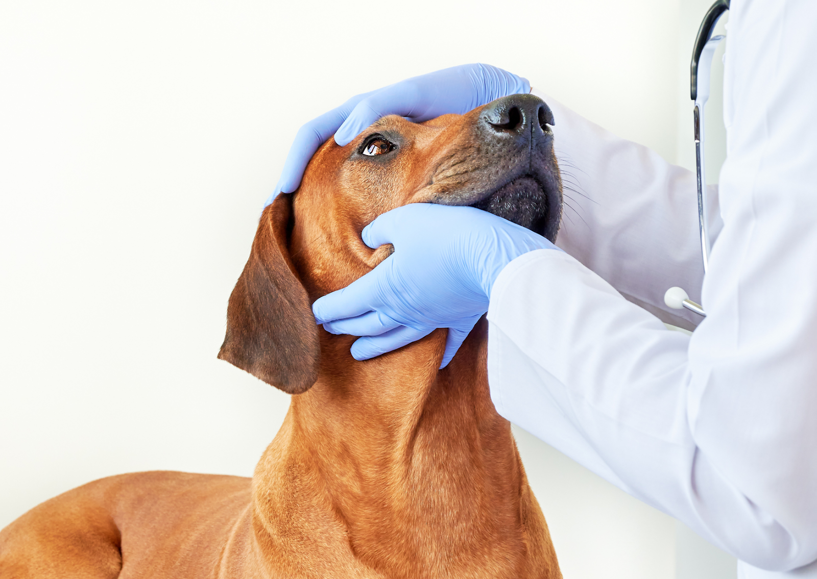 犬と猫の角膜ジストロフィー｜黒目が白く濁る目の病気｜埼玉県川口市の動物病院