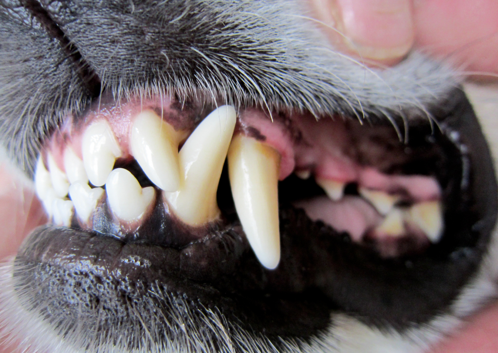 【獣医師監修】犬の歯茎が黒い原因と対処法｜病気のサインか正常か｜埼玉県川口市の動物病院