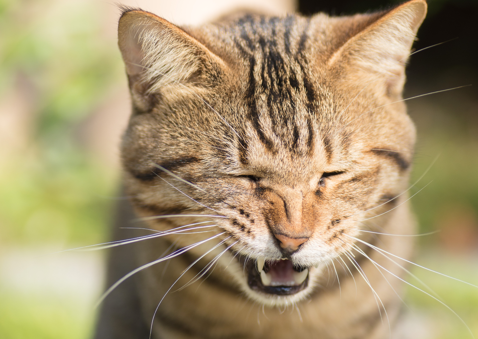 猫のヘルペスウイルス感染症｜症状・治療・予防法を獣医師が詳しく解説