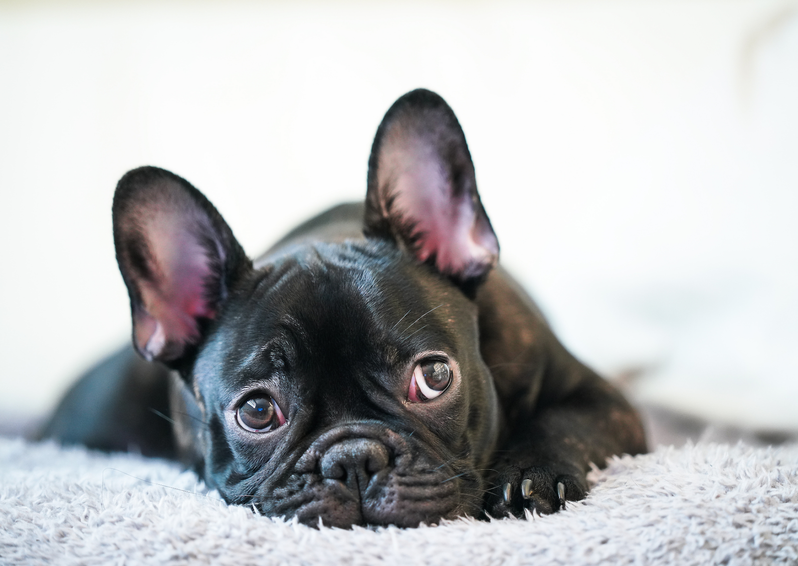 犬の目頭が赤く腫れる「チェリーアイ」とは？原因・症状・治療法を解説