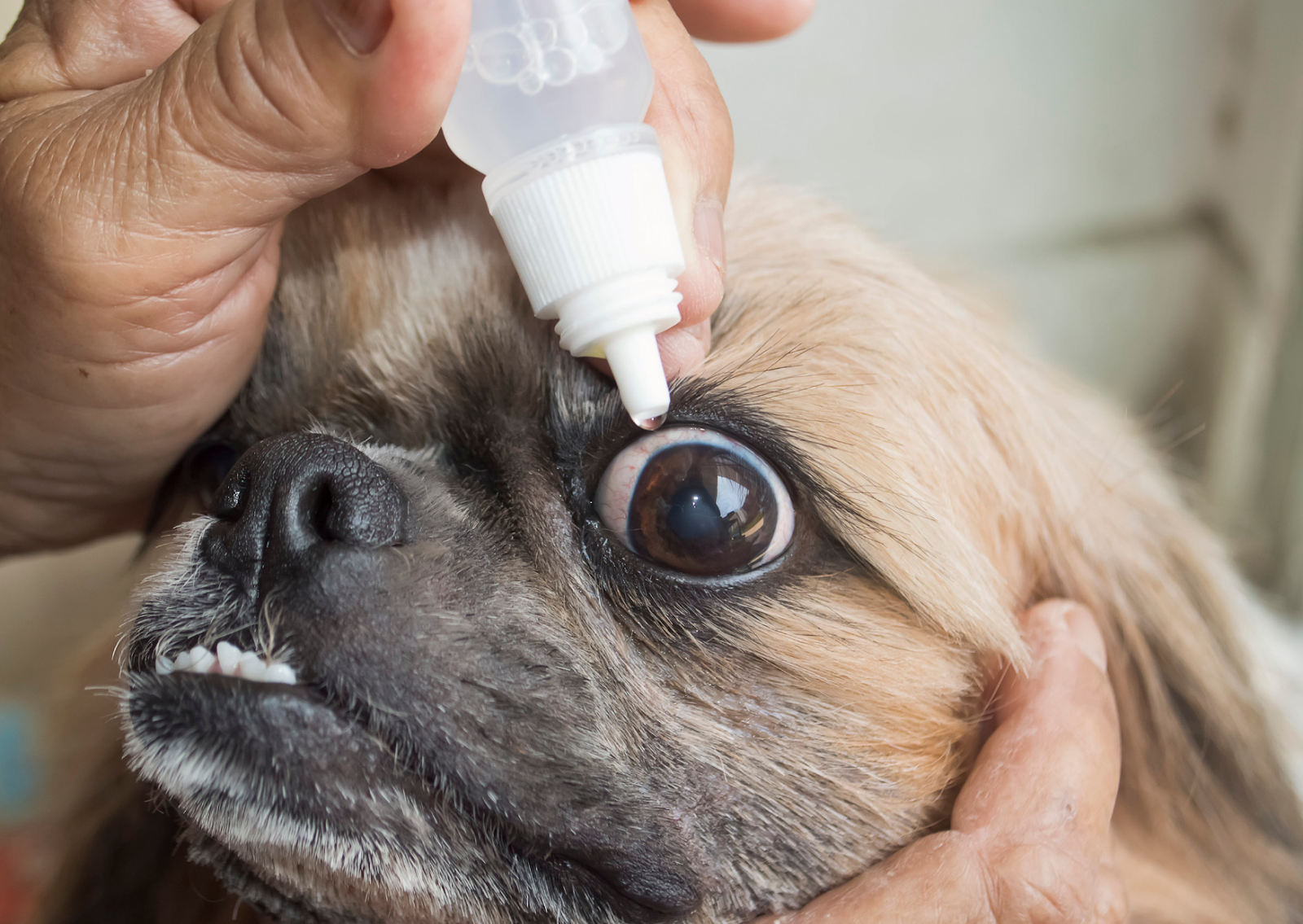犬や猫の目が赤い・腫れている？眼瞼炎の症状と治療｜埼玉県川口市の動物病院が解説