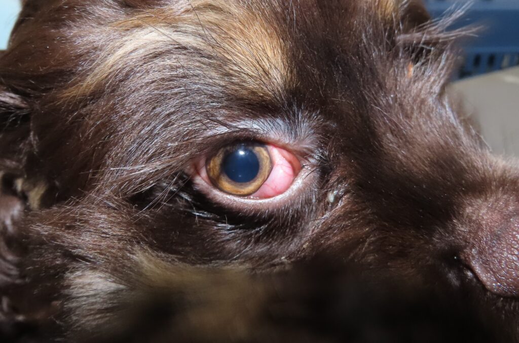 <img src="チェリーアイ森田動物医療センター.JPG" alt="犬のチェリーアイ。瞬膜腺が突出し、目の内側に赤く腫れた部分が見られる">