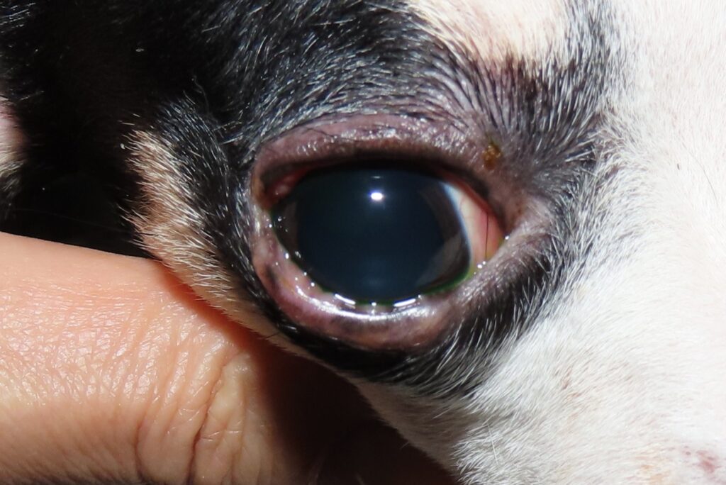 <img src="眼瞼炎森田動物医療センター.JPG" alt="犬の眼瞼炎。犬のまぶたが炎症を起こし、腫れや充血が見られる様子">